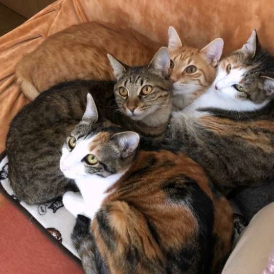 くっつく猫