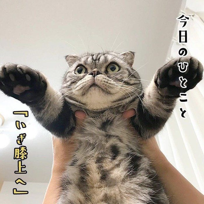 @tacos_cat