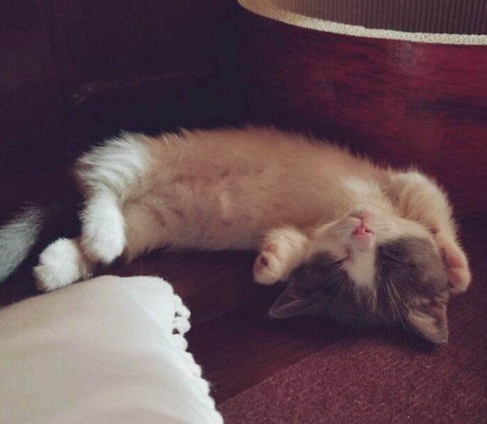 お迎えして15日ほどのくう太くん（撮影時、生後3カ月）。