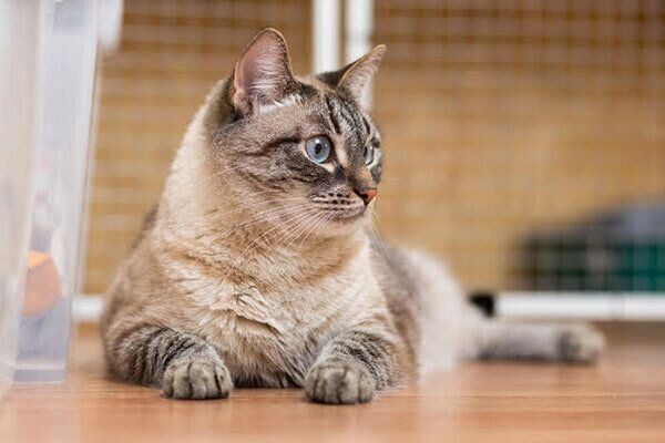 床でくつろぐ猫