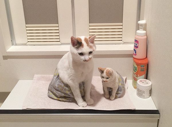 ぬいぐるみと猫