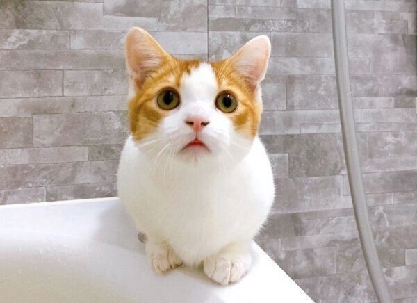 お風呂場で飼い主さんを監視するもち丸くん