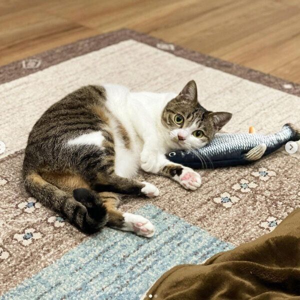 魚のおもちゃに寄り添うあずきちゃん