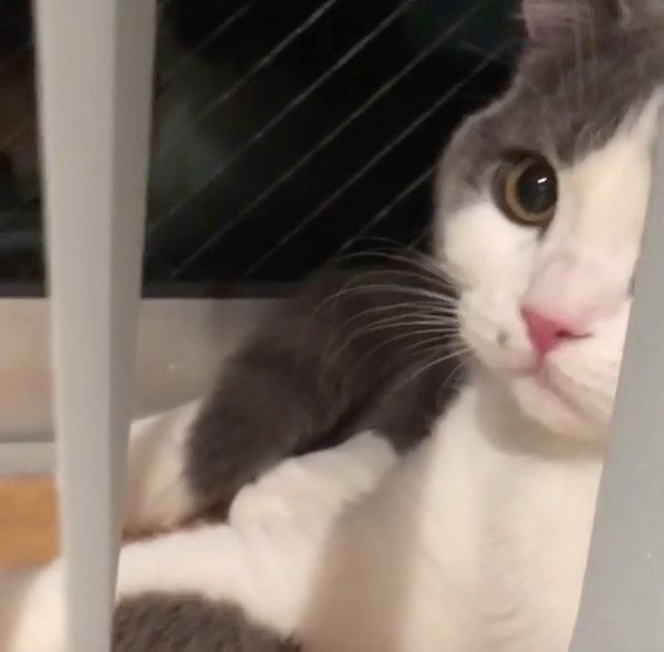 ひょこっと顔を出す猫