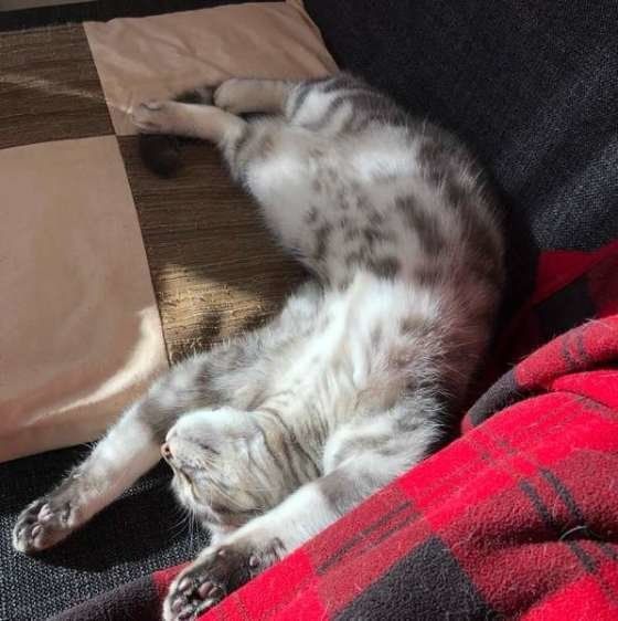 ヘソ天