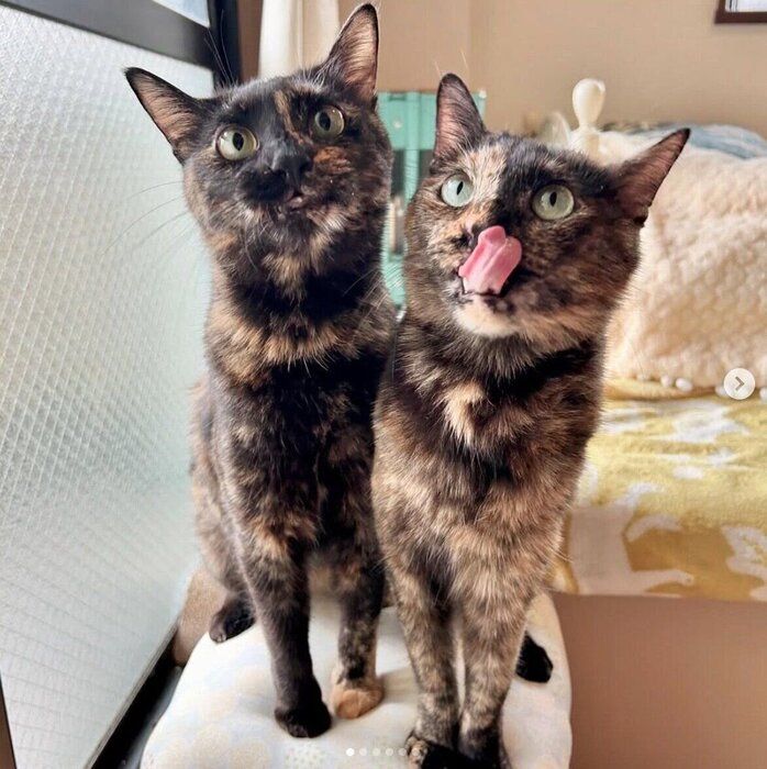 成長したエルちゃん、ツヴェちゃん