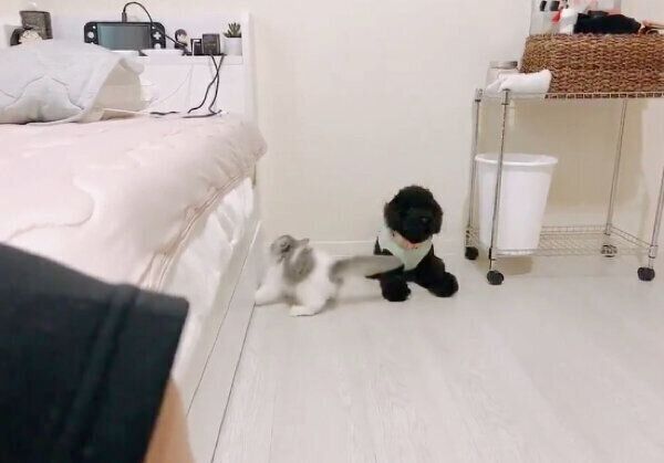 ベッドに登ろうとするテミーちゃん