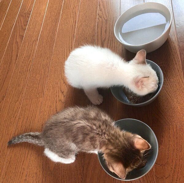 ごはんを食べるほのちゃんとぼのくん