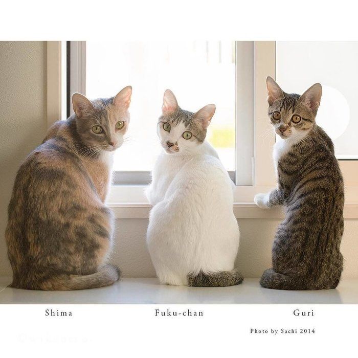 3匹の猫