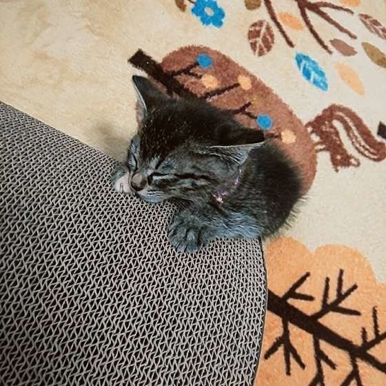 キジトラ