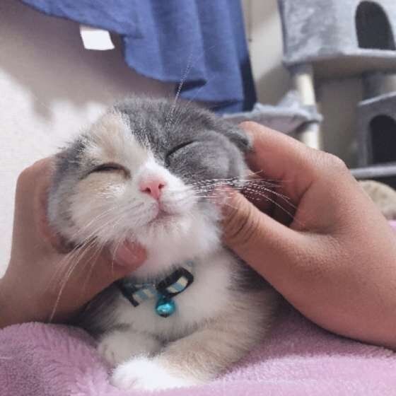 ブリティッシュショートヘア うに