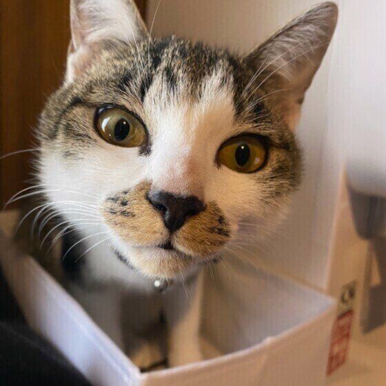 見つめる猫