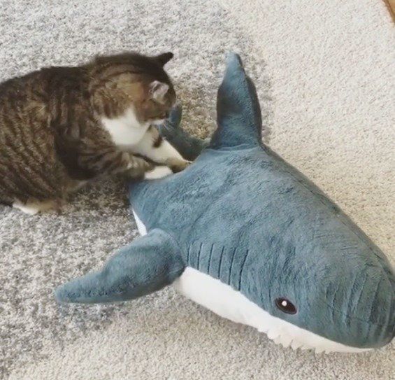 ぬいぐるみをふみふみ中のニャンコ