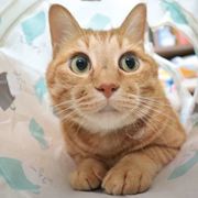 獣医師監修 大きくて甘えん坊 茶トラ猫の特徴や性格 飼い方など ねこのきもちweb Magazine 獣医師監修 大きくて甘えん坊 茶トラ猫の特徴や性格 飼い方など ねこのきもちweb Magazine