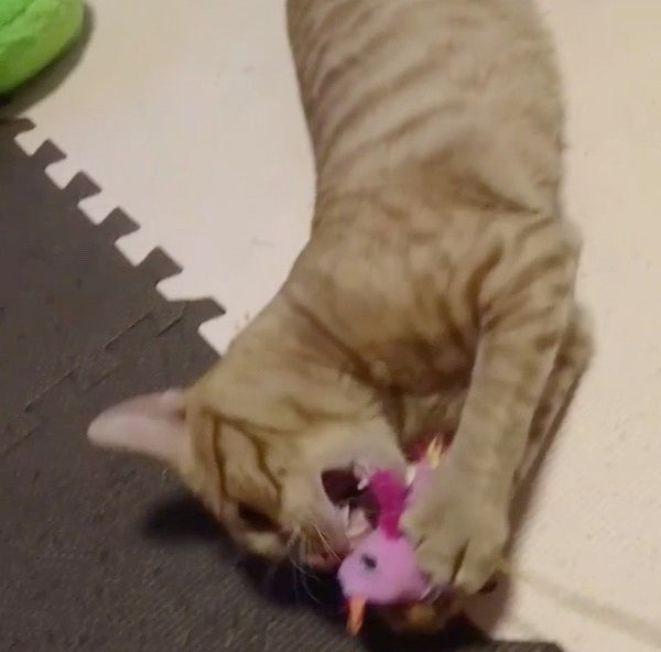 遊ぶ猫