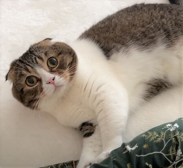 うなっ」「わぉーん」とおしゃべりが止まらない猫 やんのかステップも