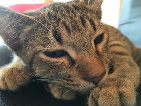 見つめるオシキャット