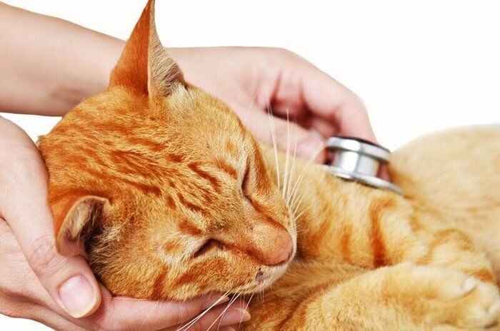 聴診器を当てられる猫
