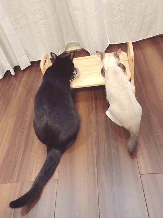 MIX・みいすけちゃん・仲よくごはん