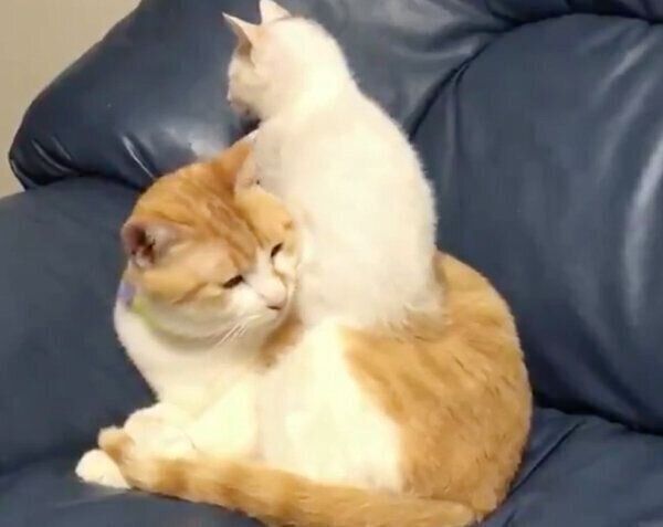むぎくんの上に座るキキちゃん