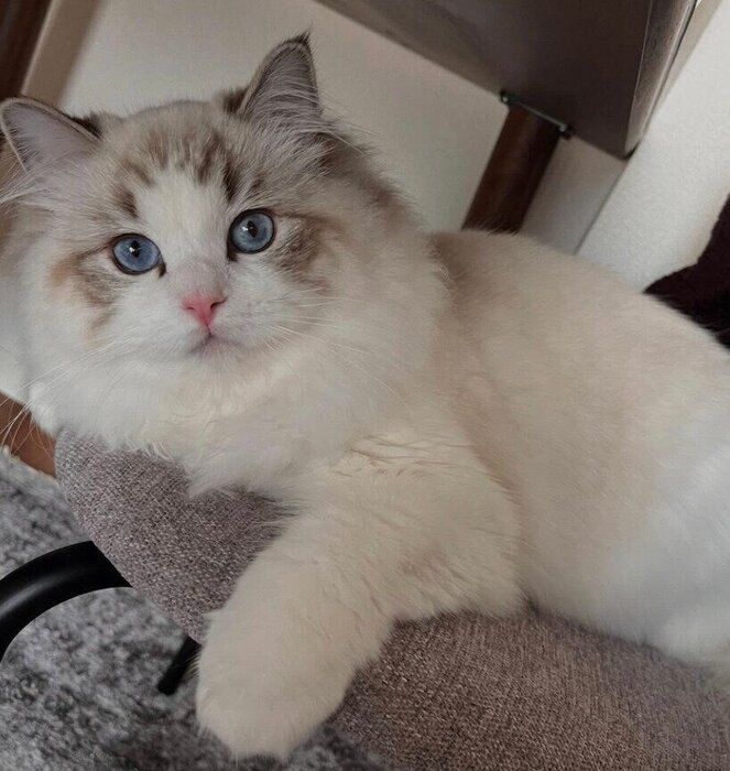 生後8カ月ごろに撮影したイヴちゃん