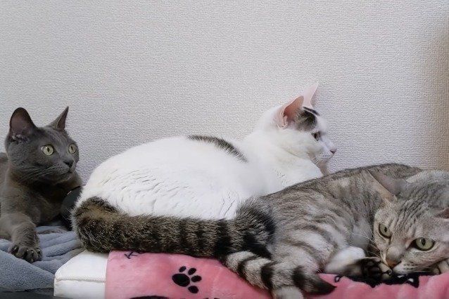 ねこ 3匹