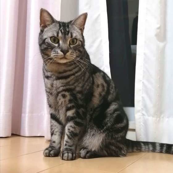 アメショー