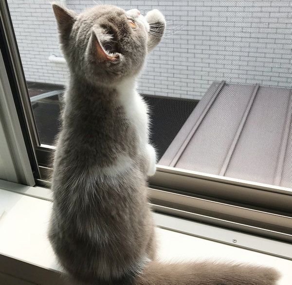 チロルちゃん