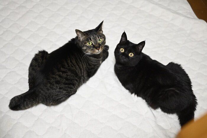 飼い主を見上げる2匹の猫