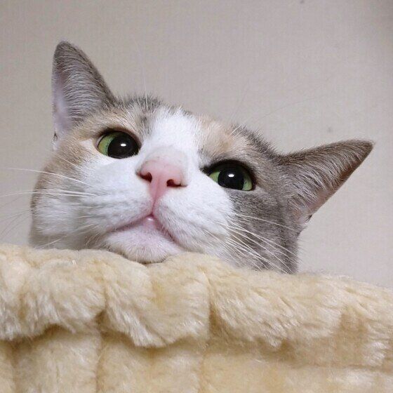 あごをのせるミケ猫