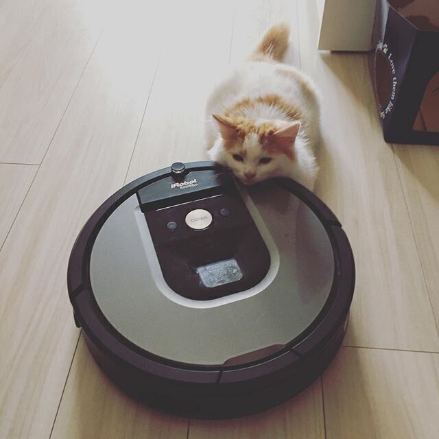 ロボット掃除機と猫