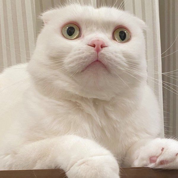 キョトン顔になるむくくん