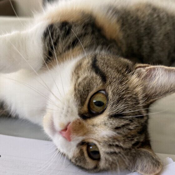 マンチカンのココロちゃん