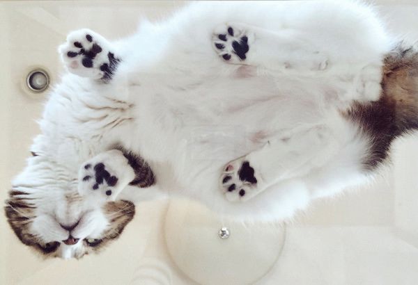 肉球がかわいい猫