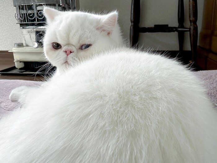 フワフワな被毛もかわいいここなつちゃん