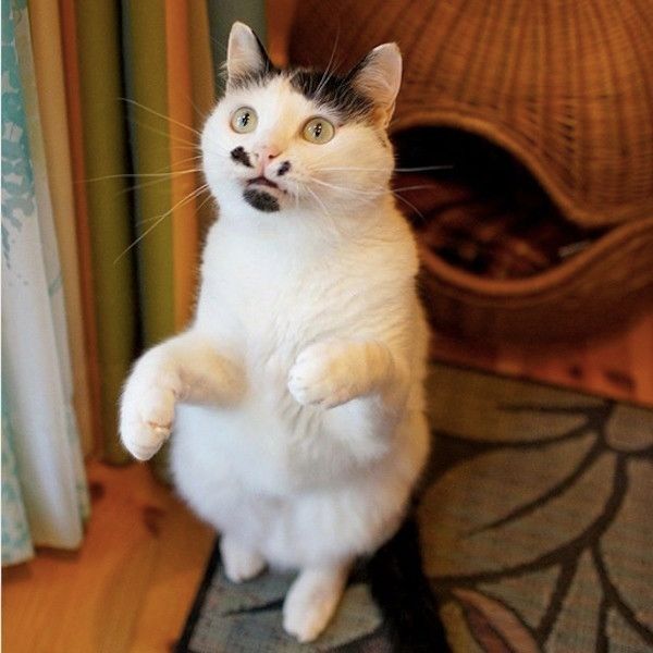 はに丸くん