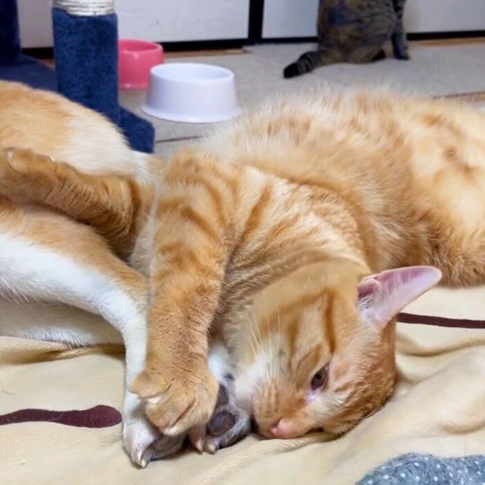 リコちゃんの足がお気に入りなリクちゃん