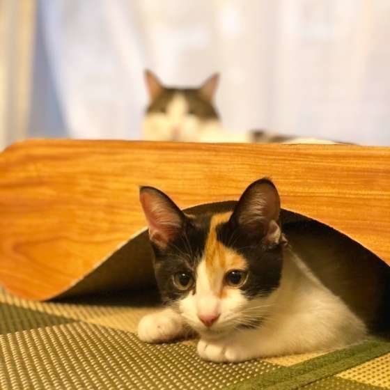 三毛
