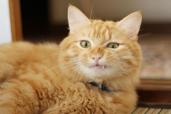 見つめる猫