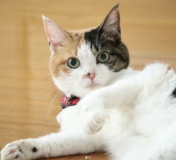 見つめる猫