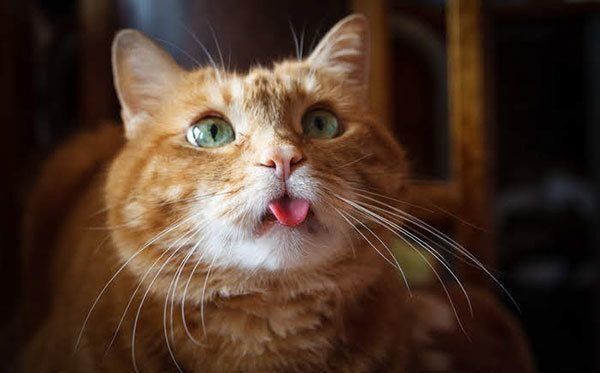 舌を出す猫
