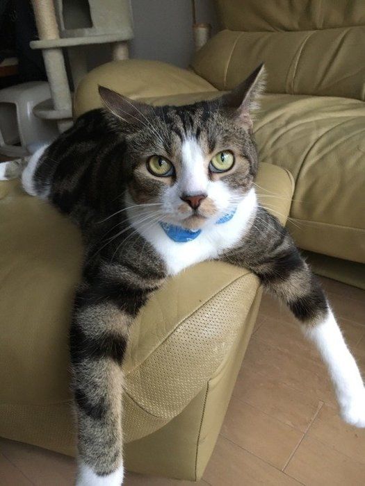 両腕だらーん、スコティッシュフォールドのゆきち