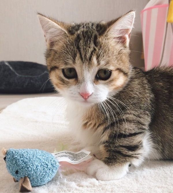 おもちゃで遊ぶよぐちゃん