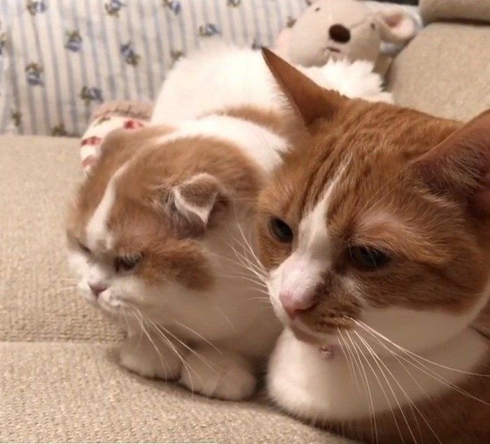 ペロペロする猫