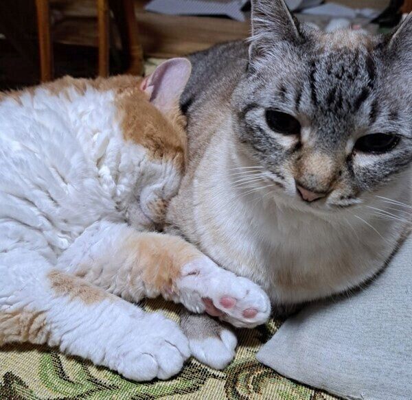 ミルちゃんに埋もれるもやしくん