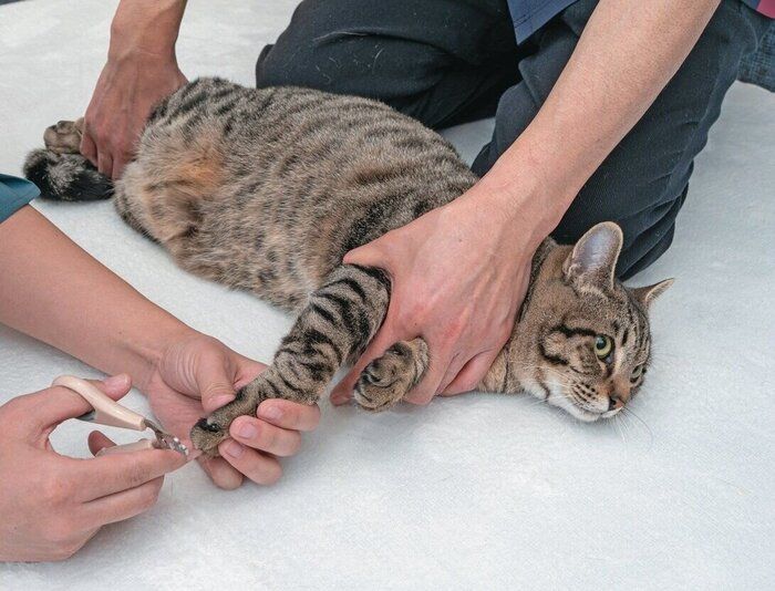 2人がかりで保定される猫
