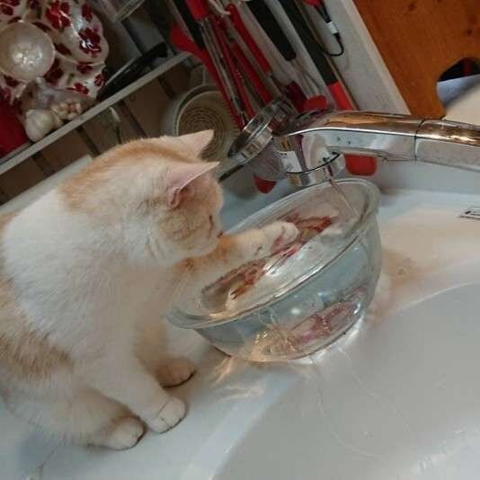 水で遊ぶ猫