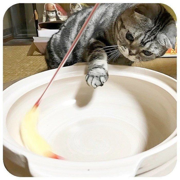 @tacos_cat