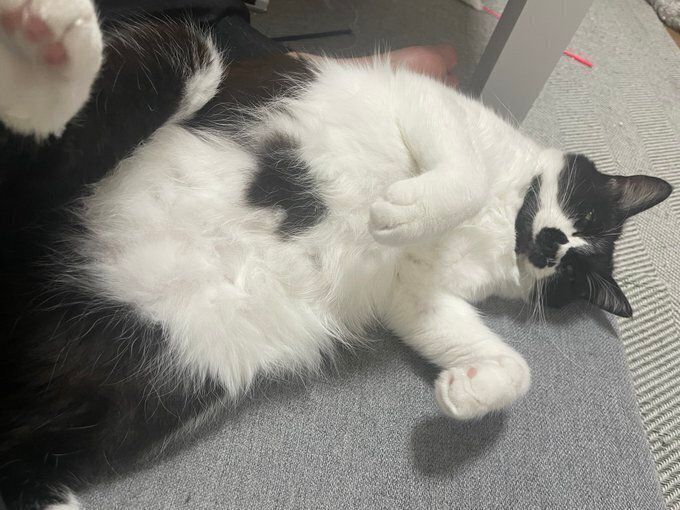 仰向けになって寝転ぶ猫