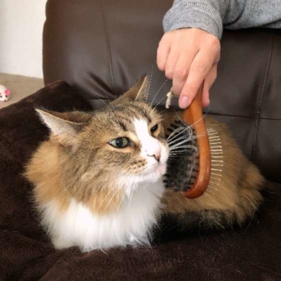 ブラッシングしてもらうノルウェージアンフォレストキャット